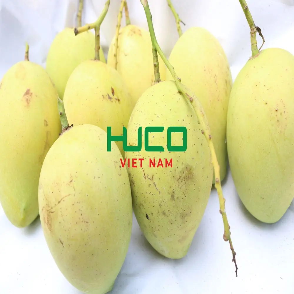 High Quality Low price Vietnam Tropical Fresh Mango