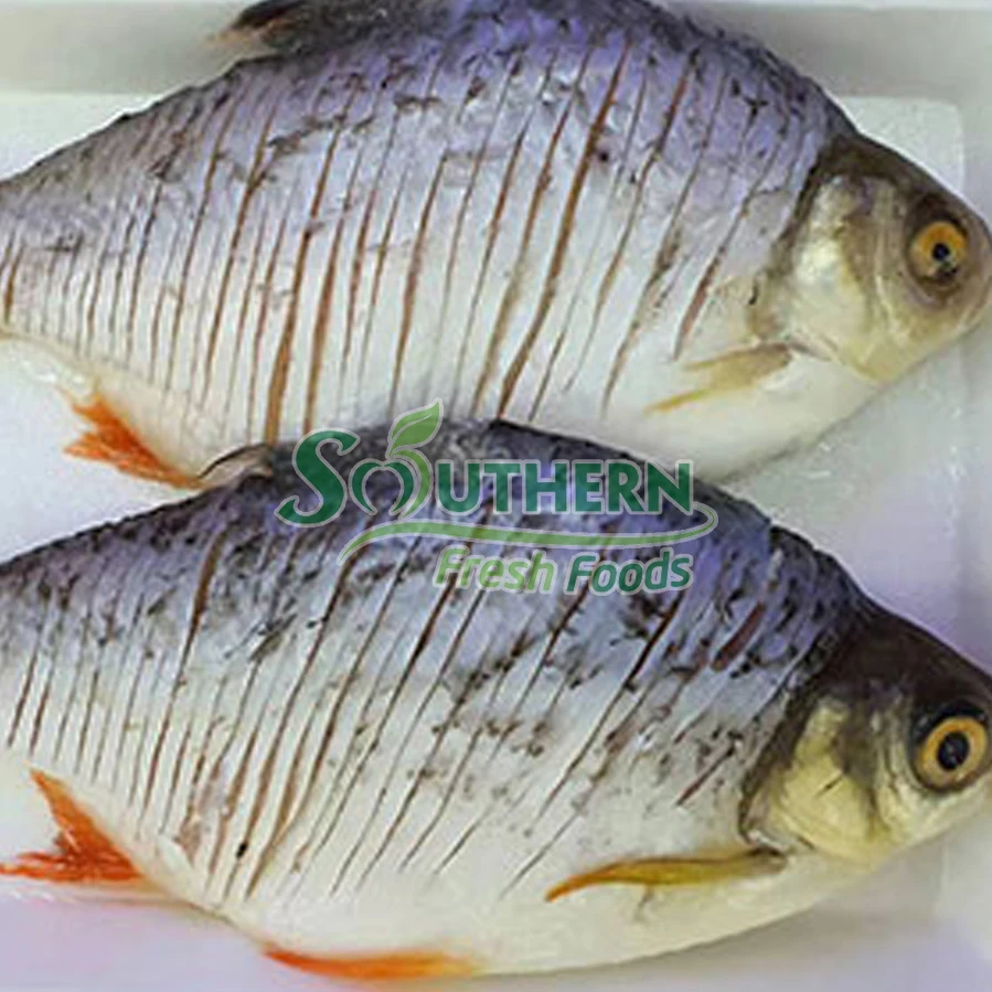 Замороженная цельная соленая речная зазубрина из Вьетнама оригинальная упаковка для выращивания фермы IQF по индивидуальной цене поставщики морепродуктов