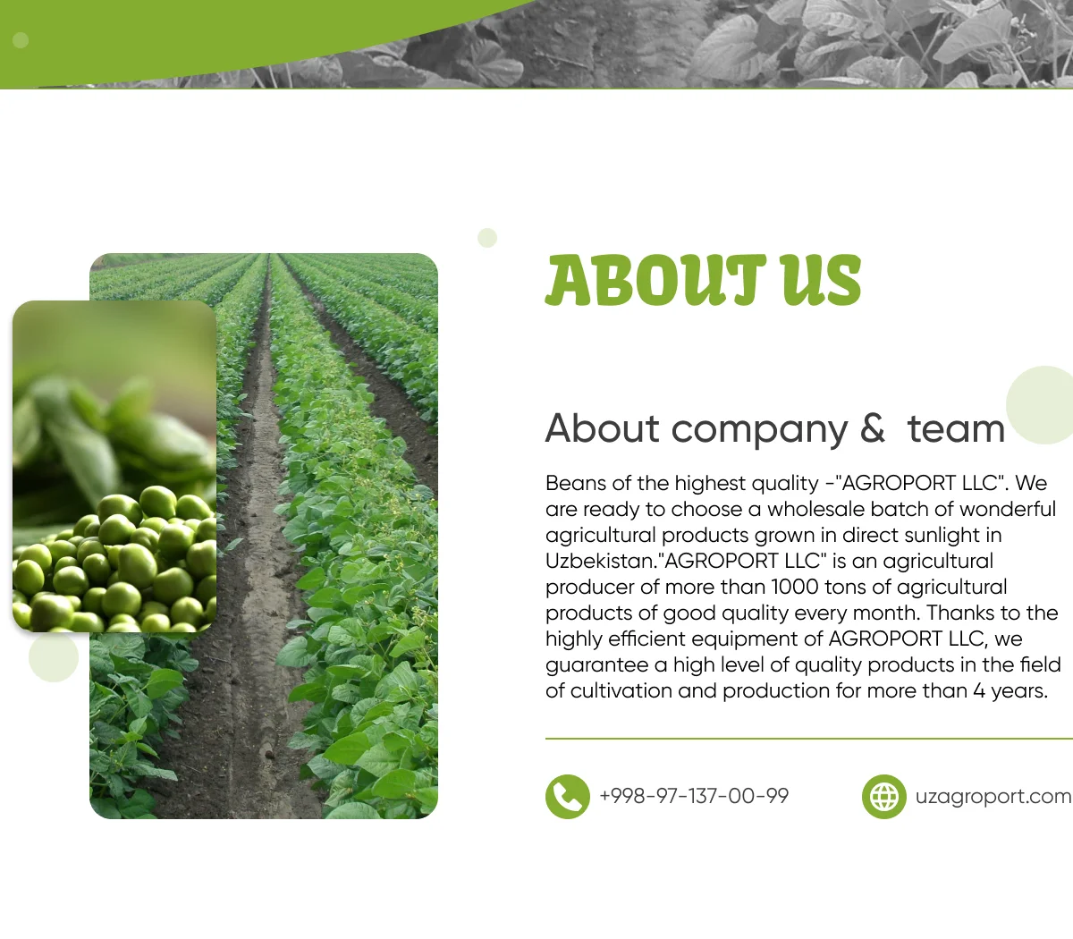 Wholesale Natural Organic High Quality Green Mung Beans For Sprouting Green Gram Beans Green Vigna Beans