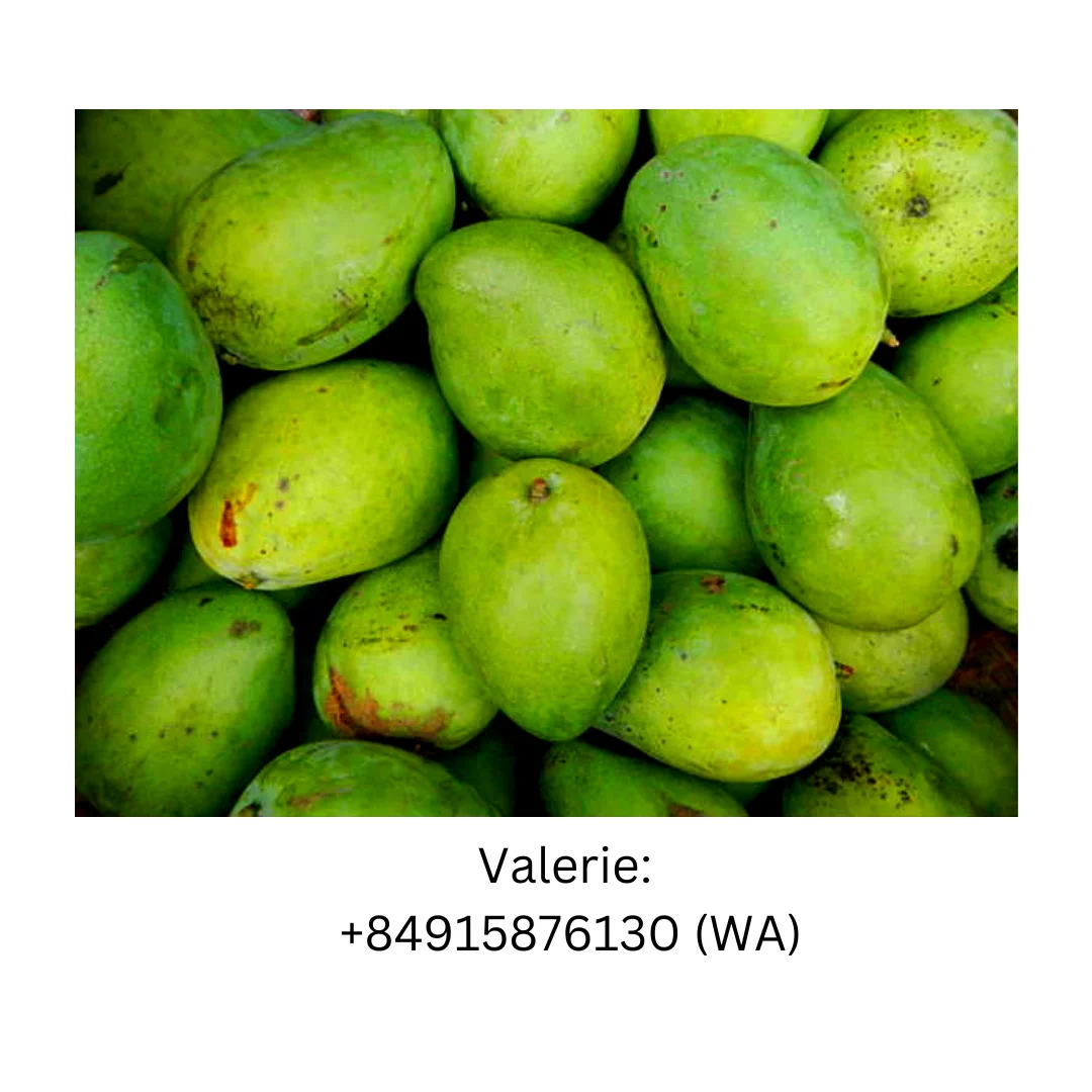 Vietnam Best Quality Fresh Fruit Green Mango With Natural Slightly Sweet Wholesaler Price