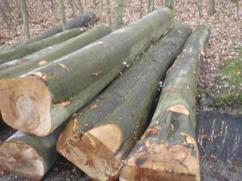Beech wood logs and sawn timber for sale available for worldwide Exportation