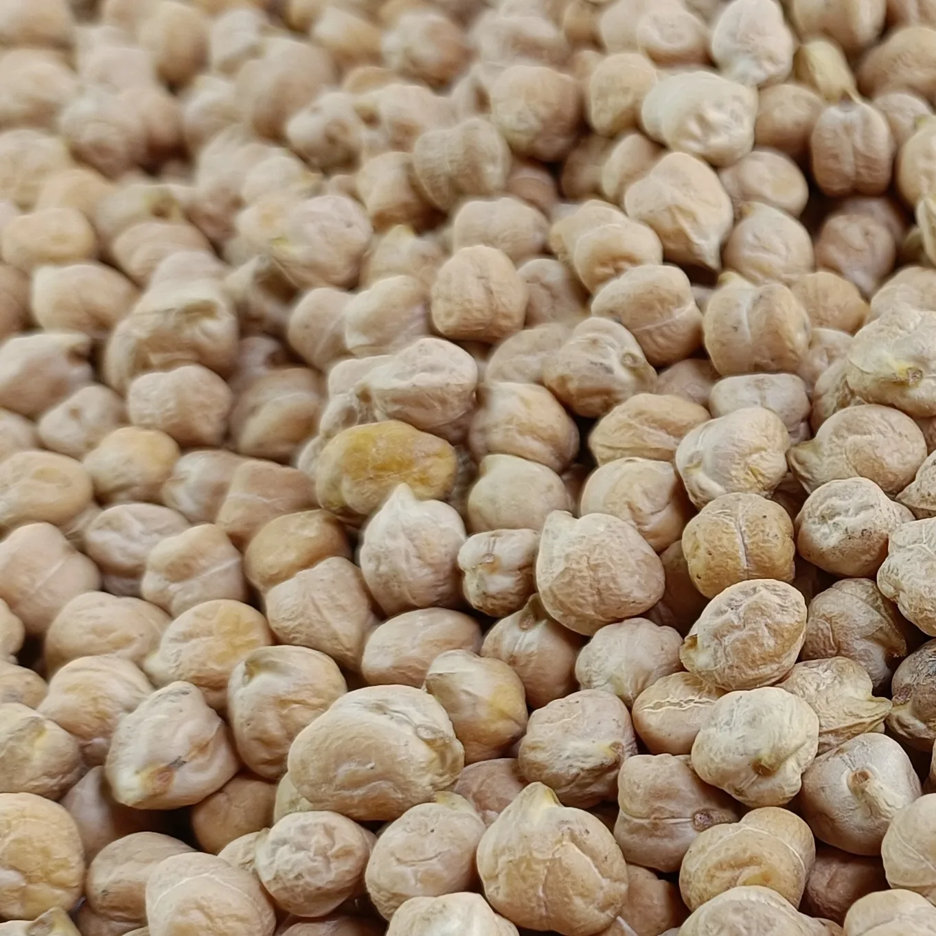 Best Price on Kabuli Chickpeas  Top Quality, New Arrival 2024 Crop, Fully Cleaned and Polished, Direct from Farm