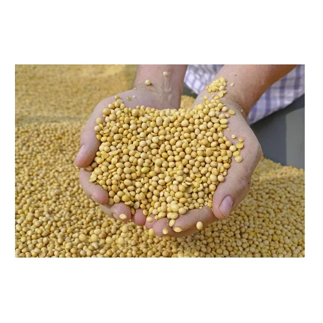 High Protein Yellow Soybean Soya Beans / Soy Bean For Sale