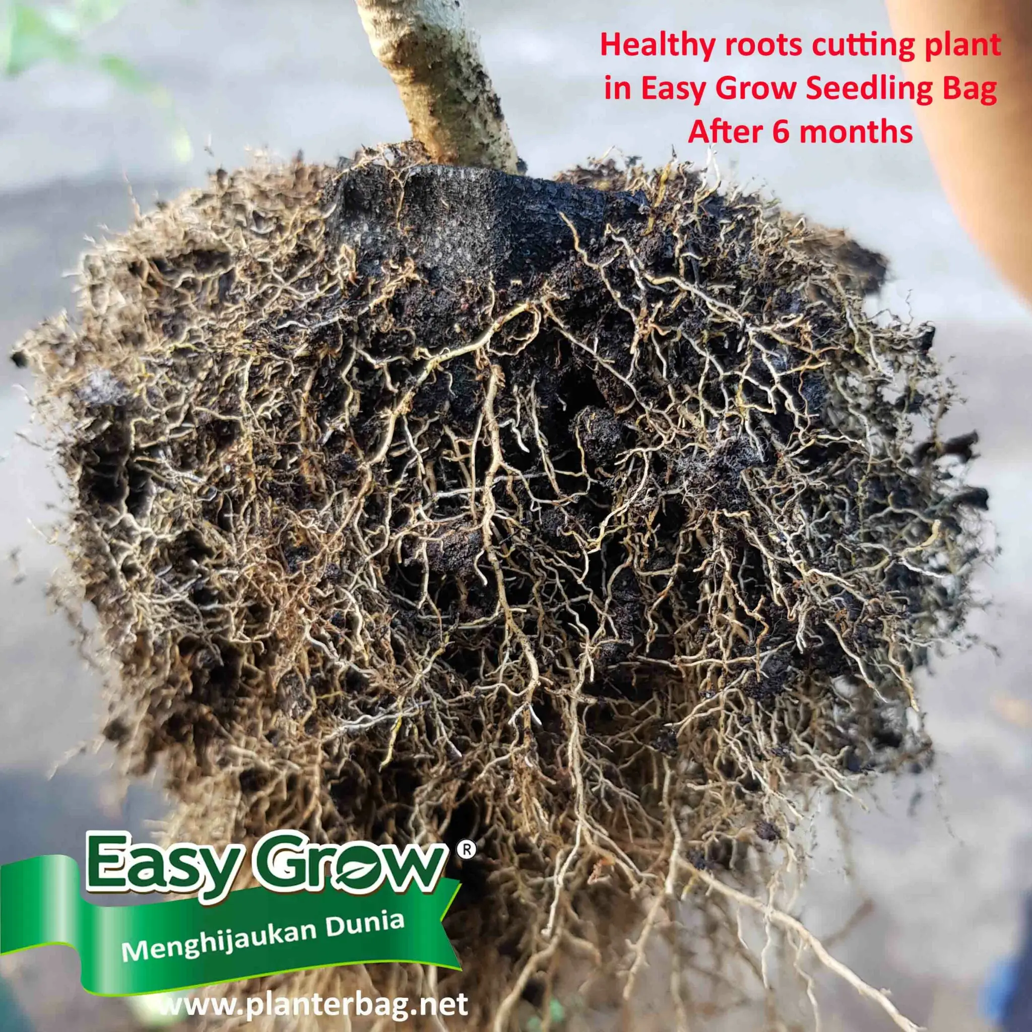 Nursery Plant Seedlings Grow Bag Non Woven Breathable Eco-friendly All Size Black White Easy To Use