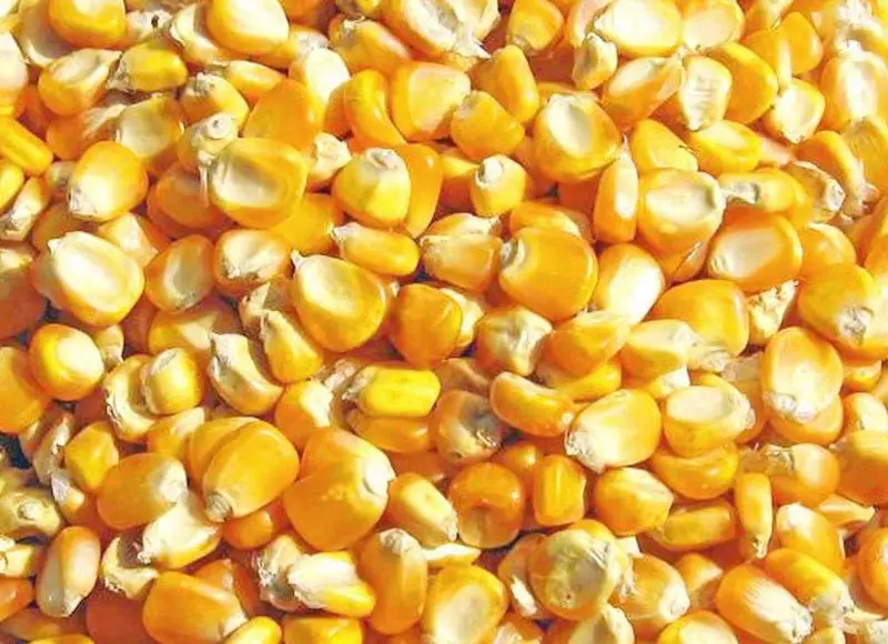 Premium Quality Yellow Maize,Animal Feed Corn Ready To Export