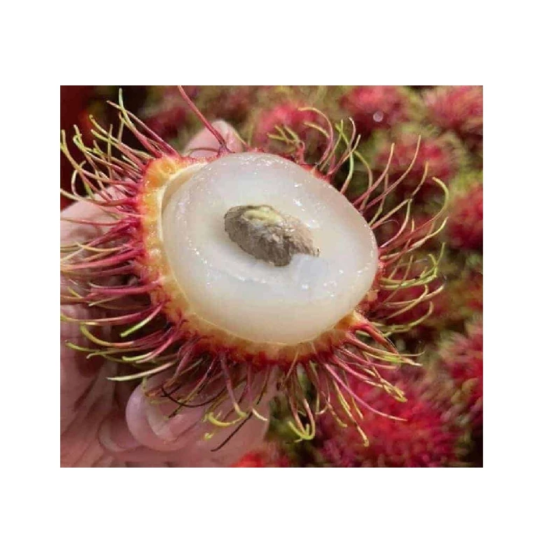 Hot sale Premium sweet red rambutan in nutritious fresh frozen rambutan fruit in Rong Ta Vietnam