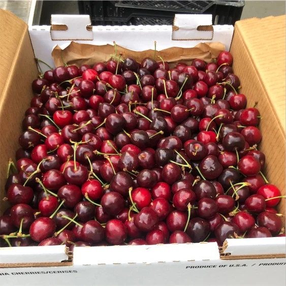 High Quality Natural Taste Red Farm Fresh Cherries for Sale