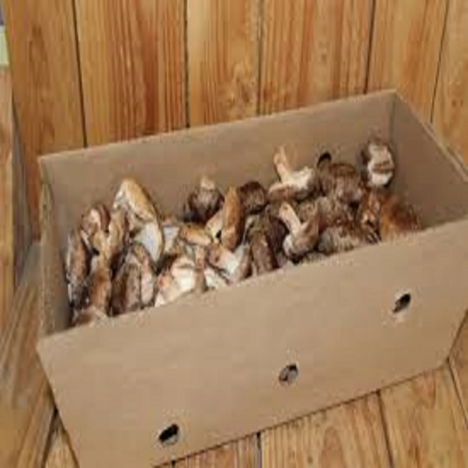 New Crop Frozen Dried Wild Organic Natural Whole Morel Mushrooms For Sale