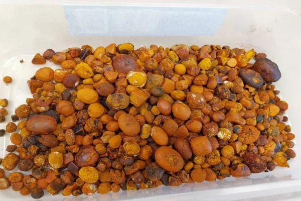Ox Gallstones Cattle OX Cow Gallstones Buy Cow Gallstones with the best wholesale price
