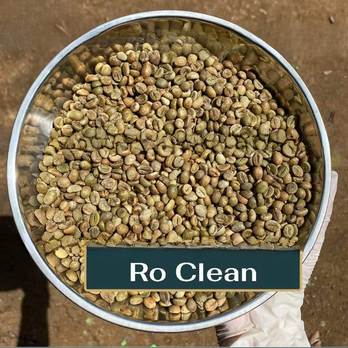 Высокое качество AA Green Arabica Coffee Beans S16 S18-по выгодной цене для экспорта из Вьетнама | DHP One
