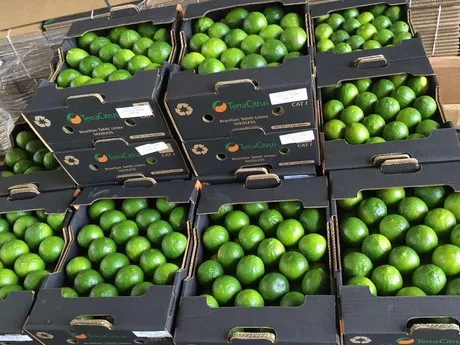 Lime Green OEM Package Weight Size- Low MOQ Support Grade lemon Fresh Seedless Lime Lifefoods from Vietnam