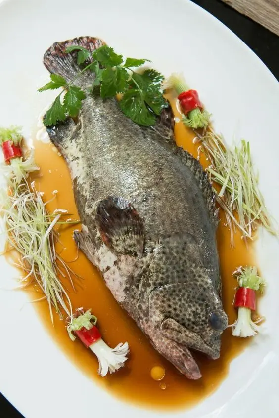 SUPPLY CHILLED FRESH GROUPER FISH