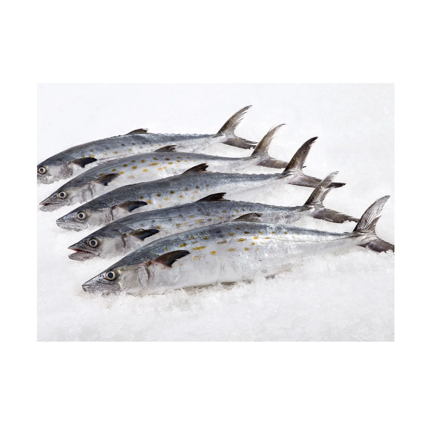 Wholesale Cheap Price Atlantic Horse Mackerel Fish Frozen From Netherlands Seafood Ready For Sale