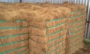 HOT SALE NATURAL BRISTLE FIBER AT LOW PRICE FOR SALE IN INDIA