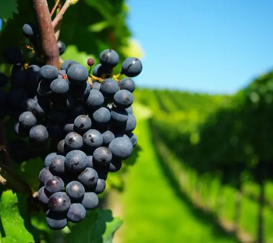 Ghiaccio grappa made in Italy bottle cl 70 end of meal for restaurant gift