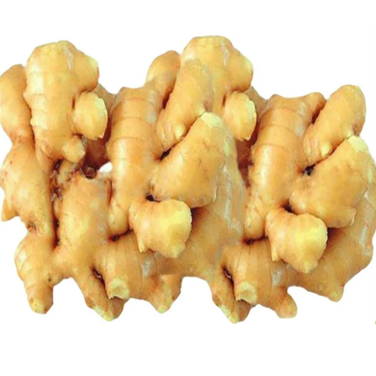 Wholesale Price From Thailand Fresh Ginger with Good Price