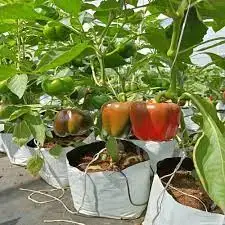 Urban Farming At Home With Cocopeat Grow Bags / Pertanian Bandar Di Rumah /Mestske zemedelstvi doma