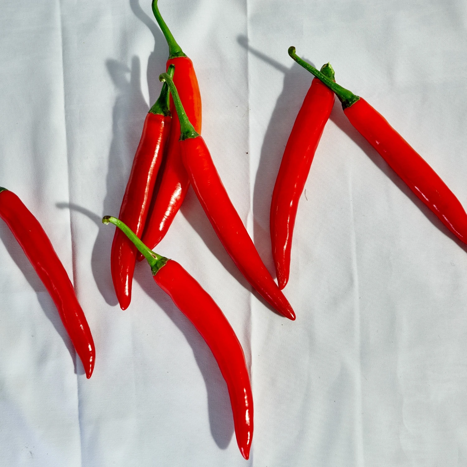 Wholesale Vietnam Of Cheapest Price Fresh Chili Pepper Fresh Capsicum 100% Natural Seasoning New Crop Chili Pepper High Quality