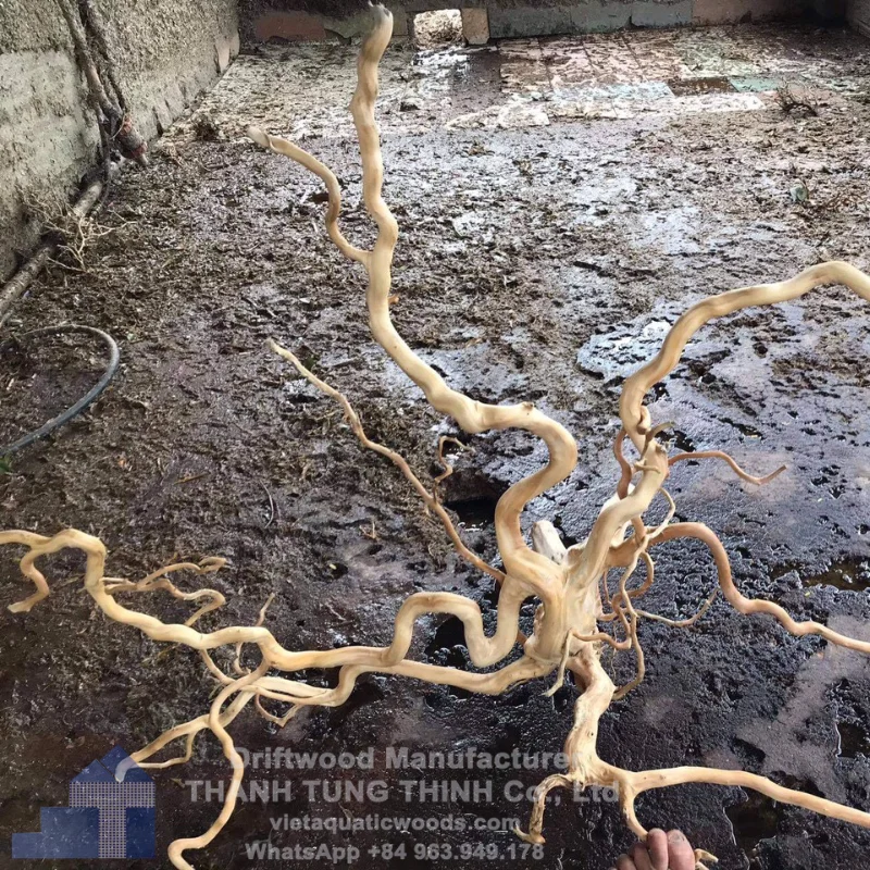 High quality Driftwood Aquarium Root for wholesale aquarium & accessories from Vietnam WhatsApp: +84 963 949 178