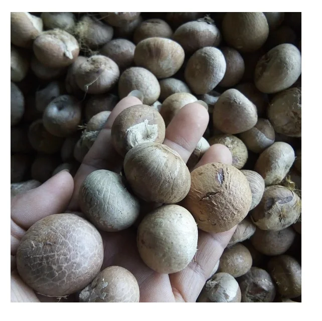 Сельскохозяйственная продукция из Вьетнама Сушеные Орехи betel