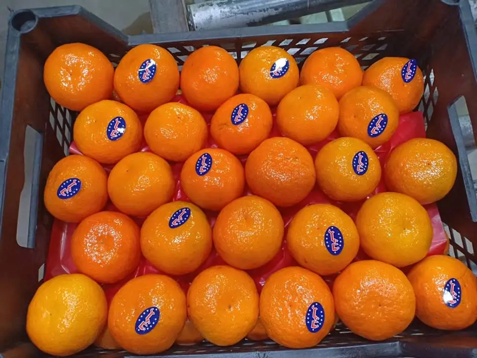 Fresh Citrus fruits/  high Sweet  mandarin (Fremont- Murcet-Clementine ) origin Egypt with high quality with Iso