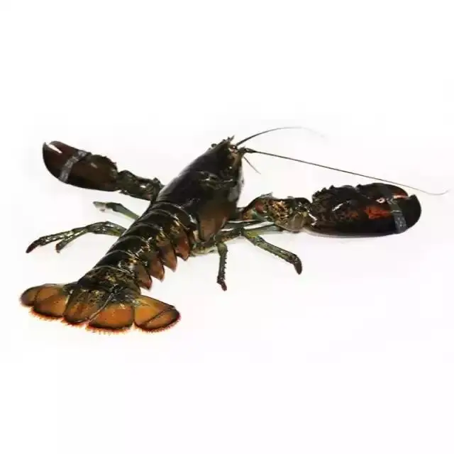 Premium Seafood Fresh and Frozen Lobster, Lobster Tails For Sale..