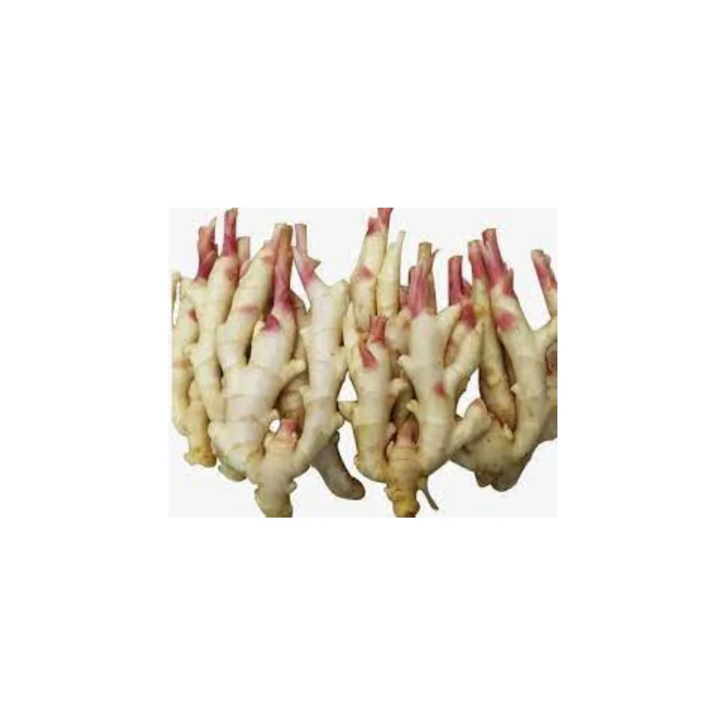Premium Grade Of Fresh Ginger RL Supply Brand Quality Product From Thailand Manufacture Export Large Market