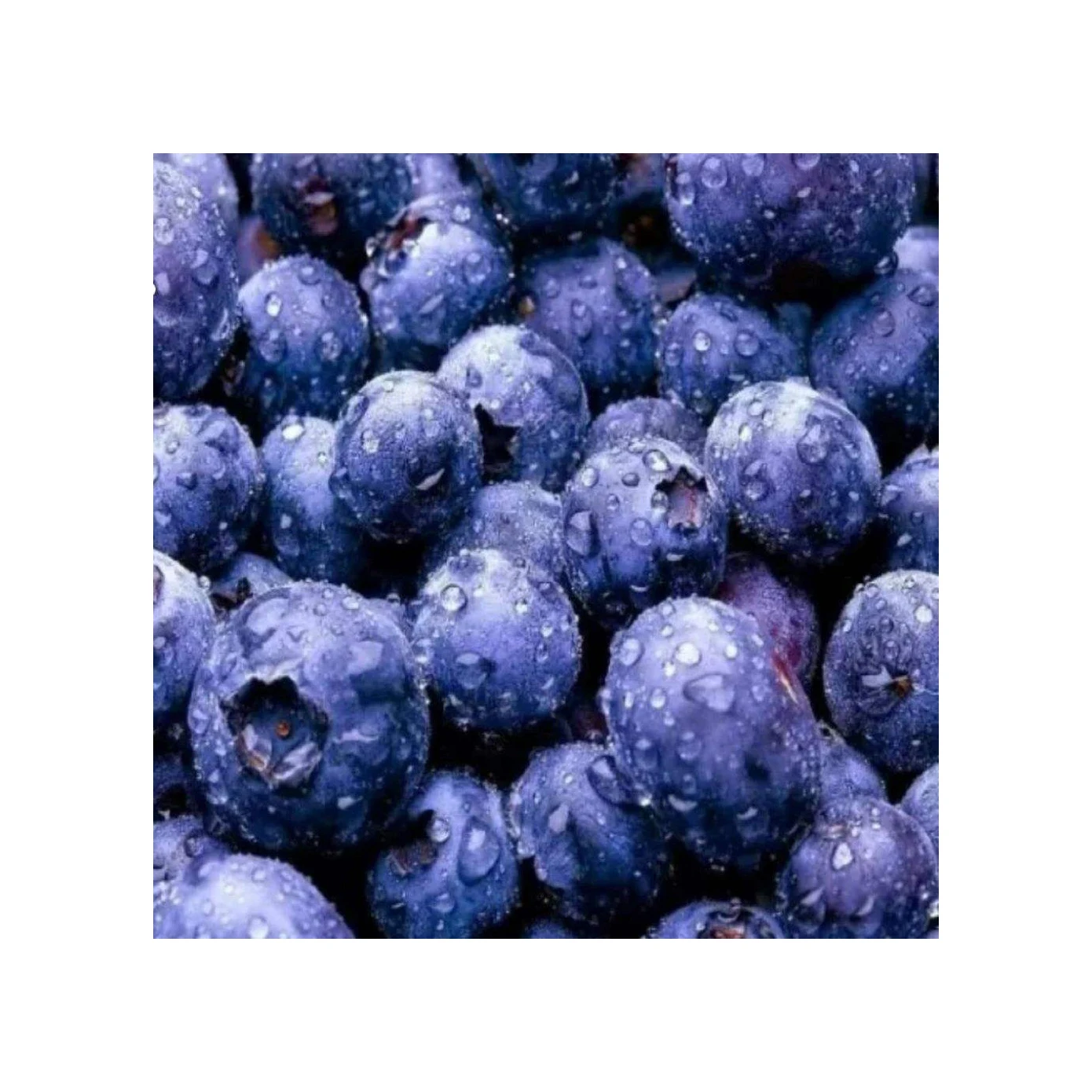 Bulk Best Grade Freezing Organic Blueberry IQF Frozen Blueberries