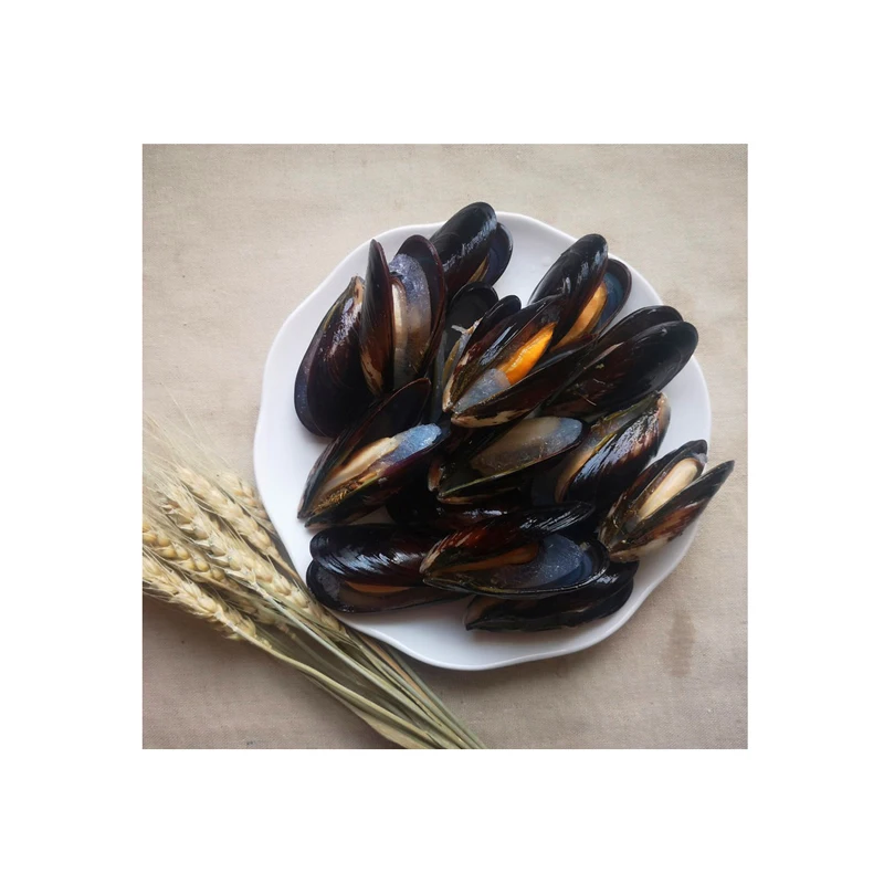 Deep Freezing Cold Shellfish Dutch Well Cooked Blue Mussel 2/2 Shell Catch Fresh Out Of Sea
