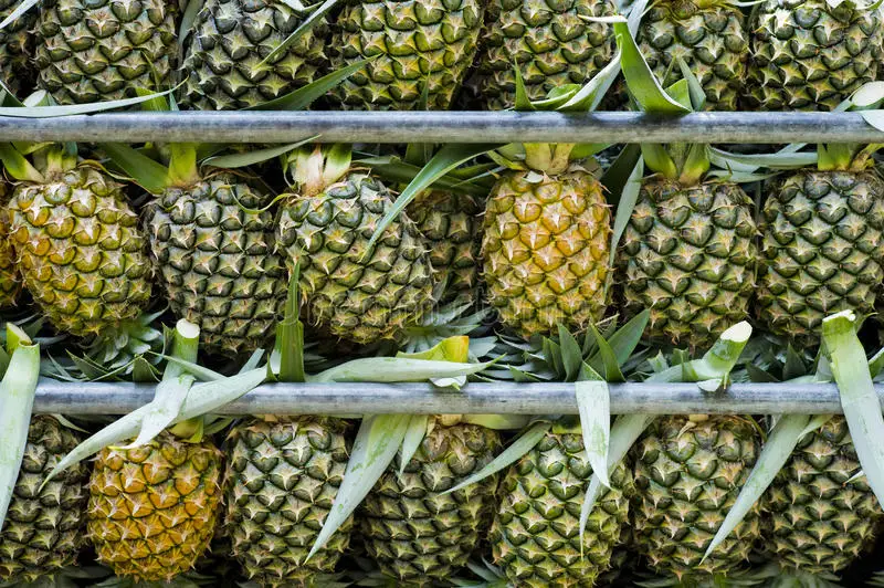 pineapples-11553149.jpg