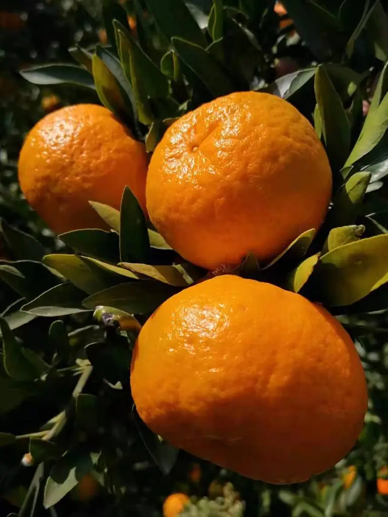 Mandarain China Wholesale Great Fresh High Quality Lokan