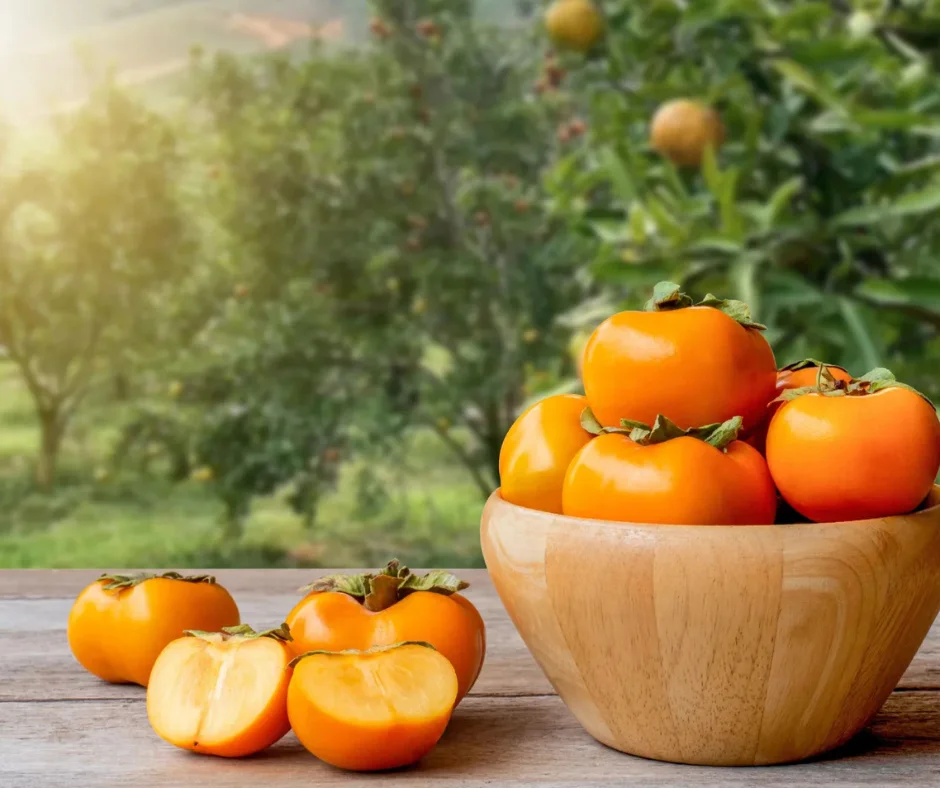 EXPORT HIGH-QUALITY FRESH PERSIMMON IN LARGE QUANTITIES | MADE IN VIETNAM