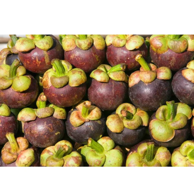 Fresh Mangosteen Thai  Fruit, New Fresh Arrival Extract, High Quality Tropical Fruits For Export