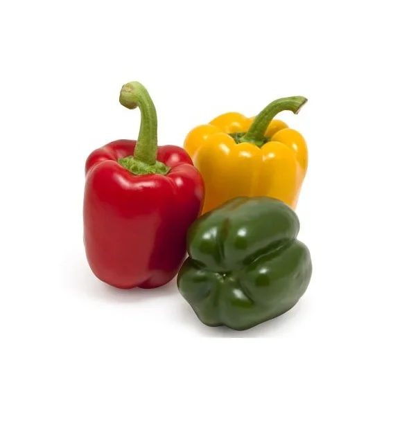 Fresh Pepper Wholesalers Mesh Bag from Pakistan High Quality 10kg/20kg Red Capsicum Green Capsicum Natural Long Pepper