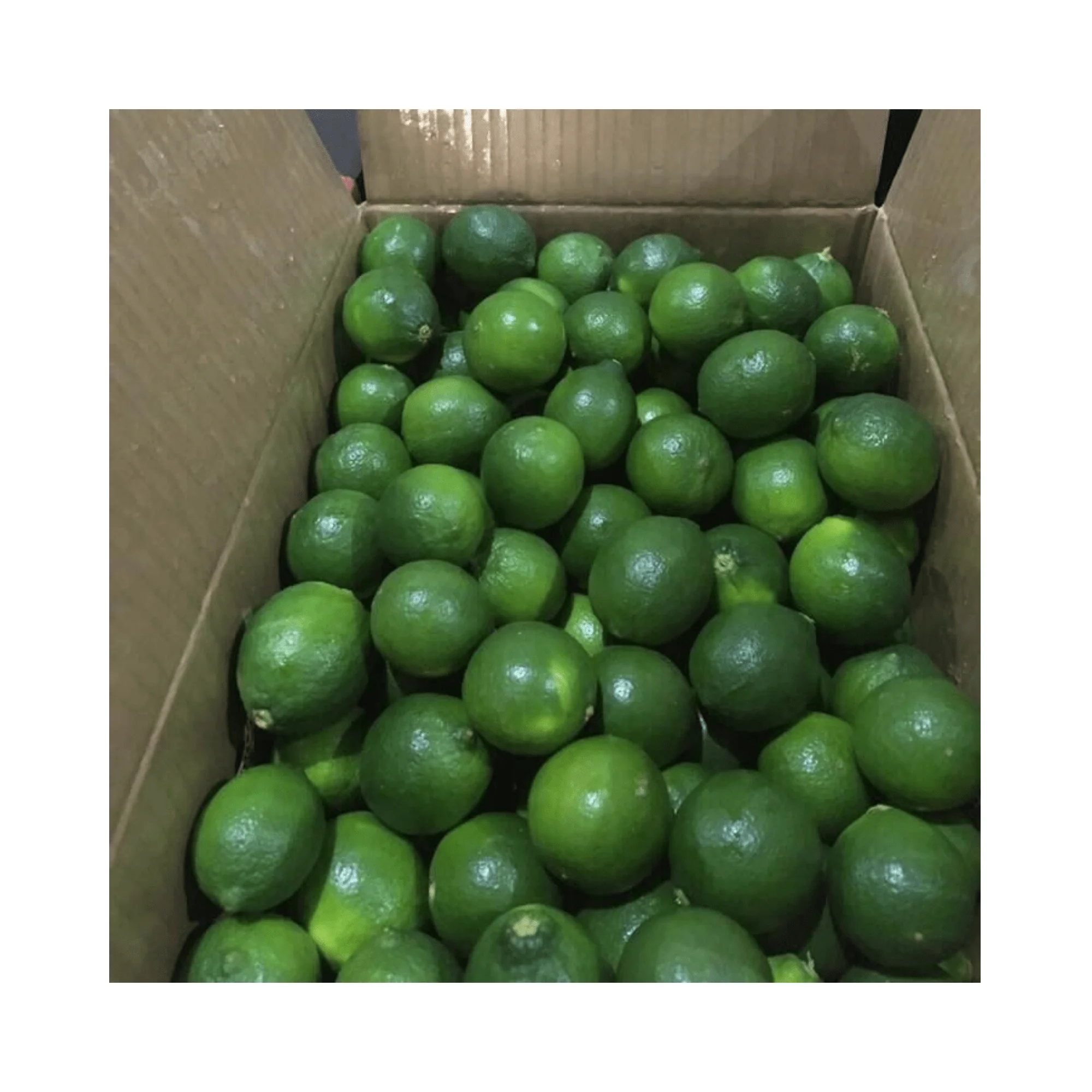 Fresh Vietnam Lime Wholesale Seedless Lemon Vietnam / Fresh Seedless Lemon New Crop Vietnam With High Quality And Good Price