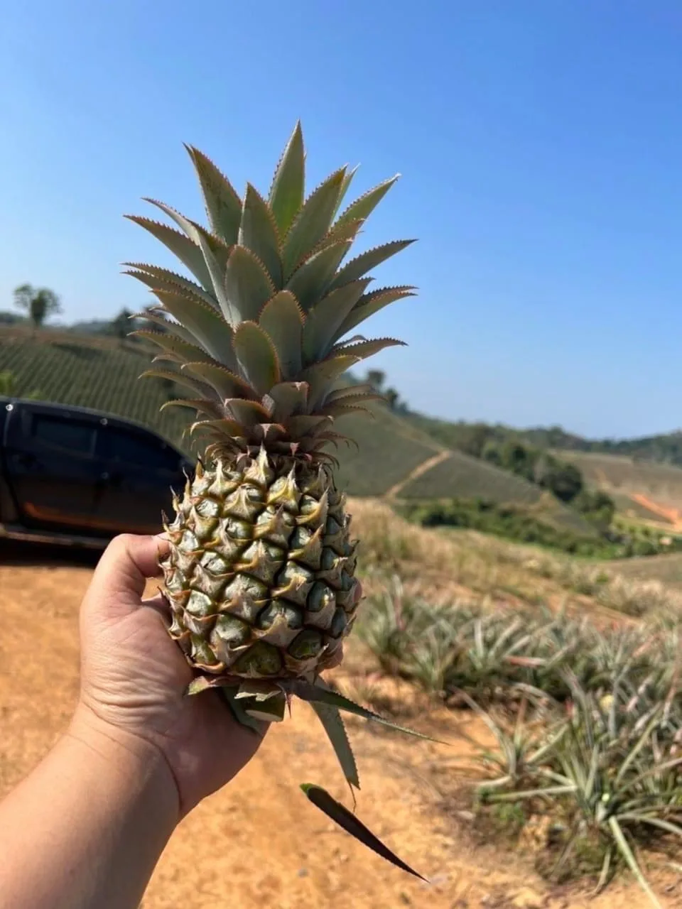 Ginger fresh ginger export high quality new crop in carton for wholesale fresh ginger