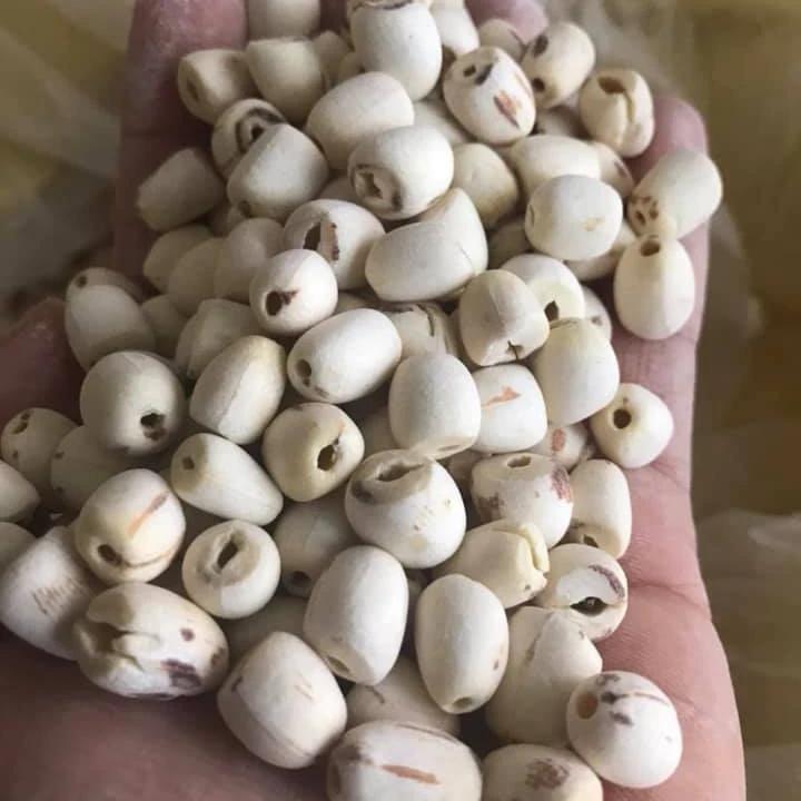 Wholesale Dried Lotus Seeds With The Best Price White Lotus Seeds For Food +84947900124