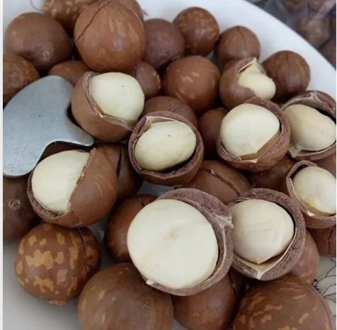 Macca Nut Dried nut Macadamia Professional Team Export Food High Protein Customized Packaging Made In Vietnam Trading
