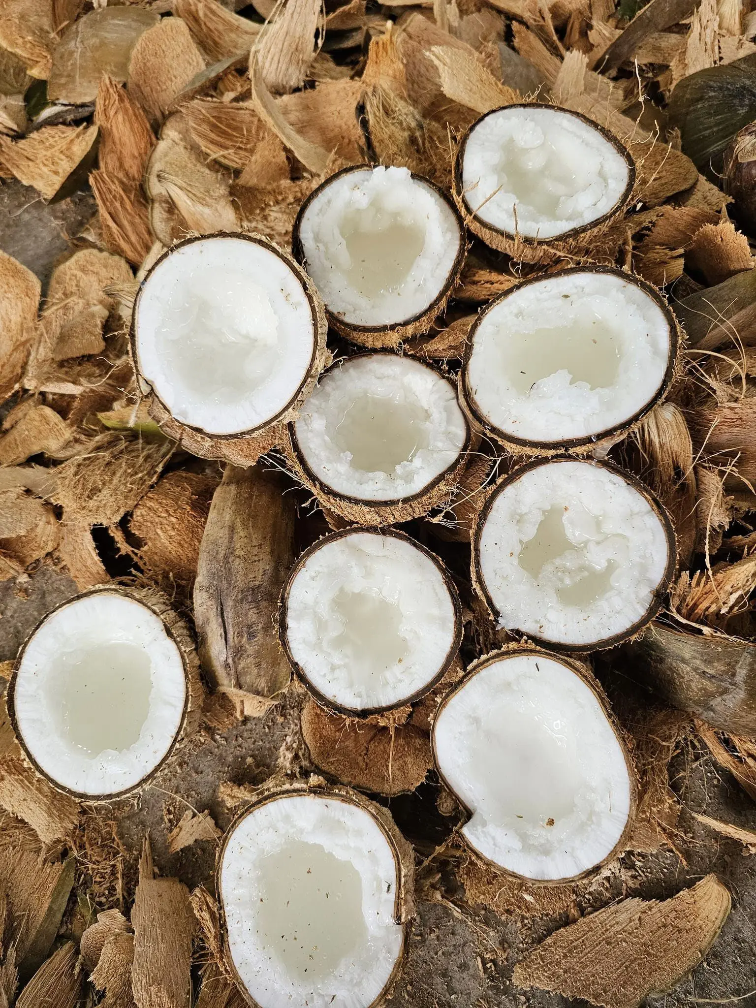 VIETNAMESE MACAPUNO COCONUT PURE NATURAL FROM VIET NAM ORGANIC COCONUT READY TO SHIP