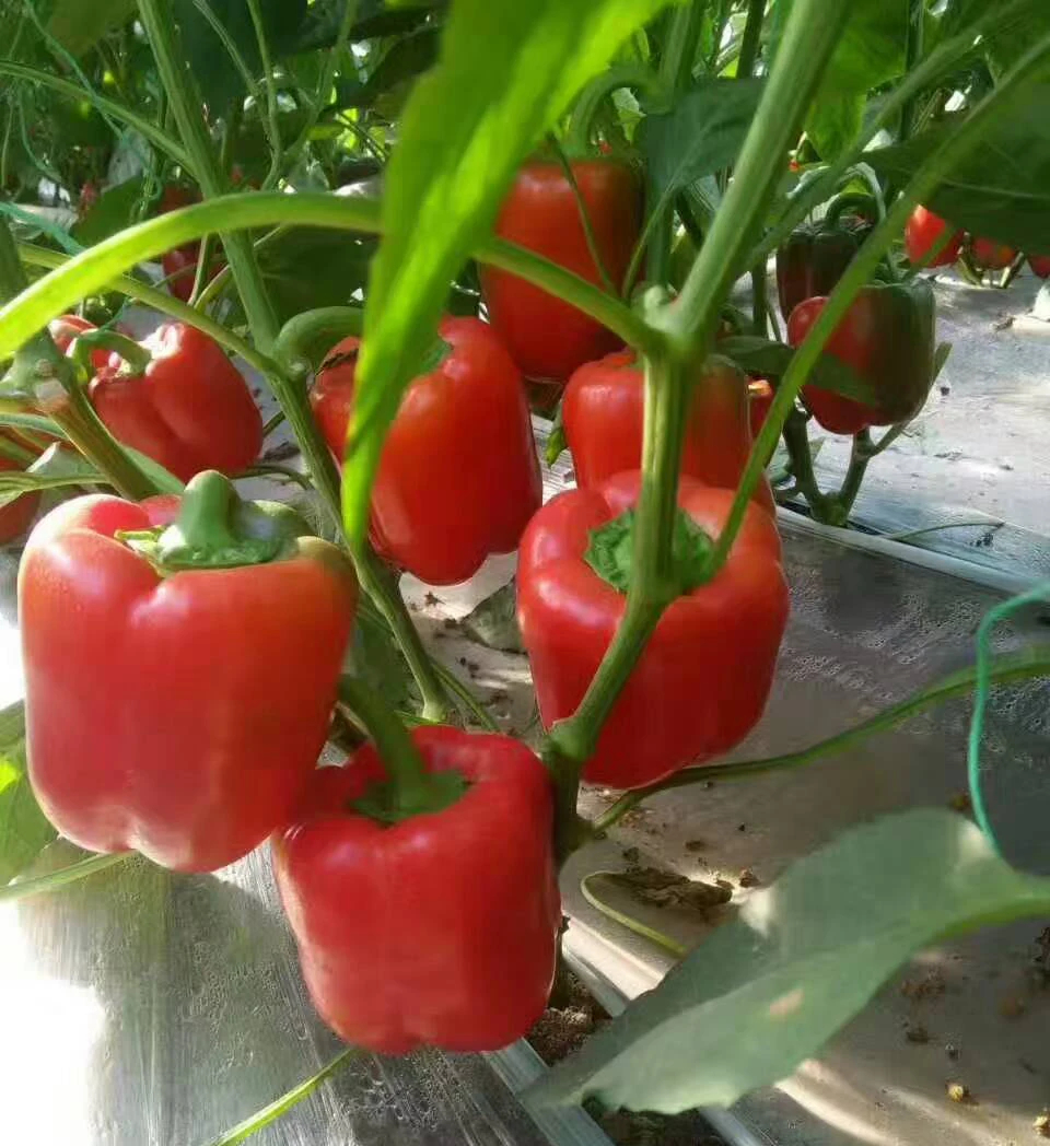 FRESH CAPSICUM Organic Sweet Bell Pepper Yellow Green Red Pepper