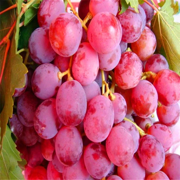 Fresh Grapes, Seedless Grapes Supplier