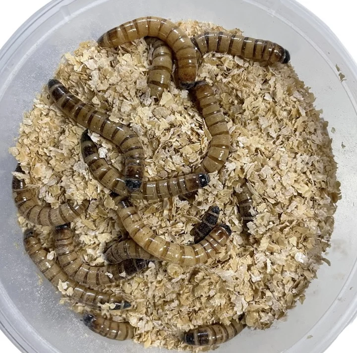 giant-meal-worms.jpg