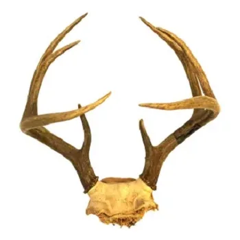 Buy Naturally shed Whole Red Deer Antlers  high Grade Whole Red Deer Antlers  in bulk available  at cheap price  available