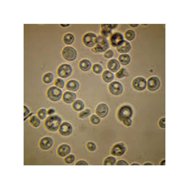 High Quality Made in Italy Instant Dry Yeast ALEAFERM BAKY Bakery Yeast Swelling Yeast For Bread For Sale