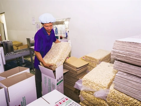 Vietnamese Cashew Nuts - Original W240, W320, W180 Grades for Import and Export