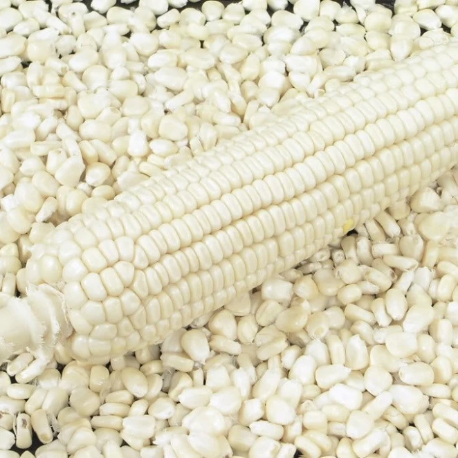 White Corn Non-Gmo (White Maize), White Corn Maize Suppliers