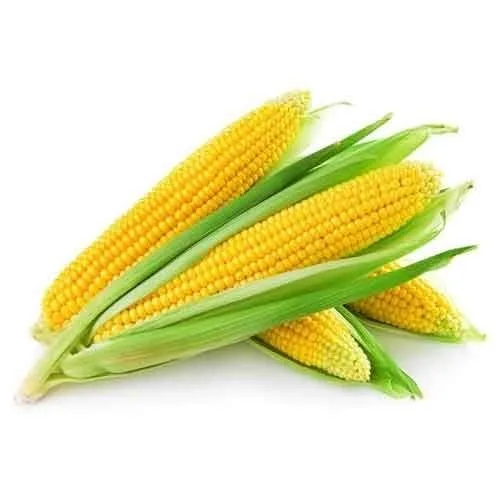 Bulk quantity price for yellow corn yellow maize for animal feed from India