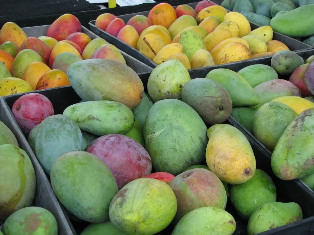 Nice Grade Mexico Non GMO Fresh Yellow Ataulfo Kent Keitt Tommy Atkins Mangoes