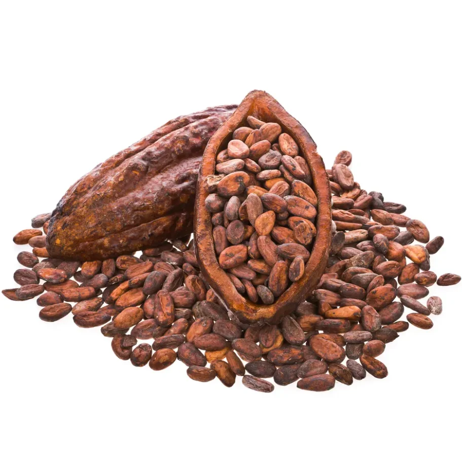 Bulk 100% Organic Cocoa Beans Online, Raw Sun Dried Criollo Green Cocao Beans Good for High Quality Chocolates Export