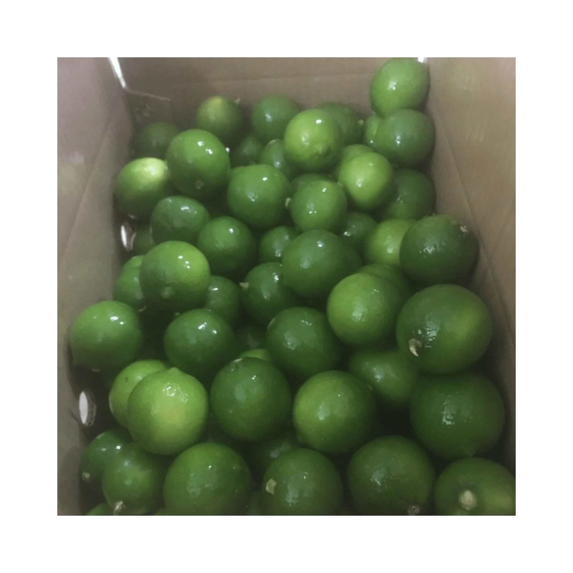 Good Quality Fresh Lemon/Fresh Green Seedless Lime and Lemons from Fresh Citrus Fruit with high quality and competitive price